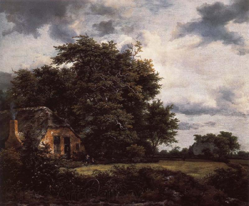 Jacob van Ruisdael Cottage under the trees near a Grainfield Norge oil painting art